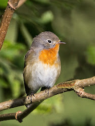 breasted flycatcher martin bird male sussex birding