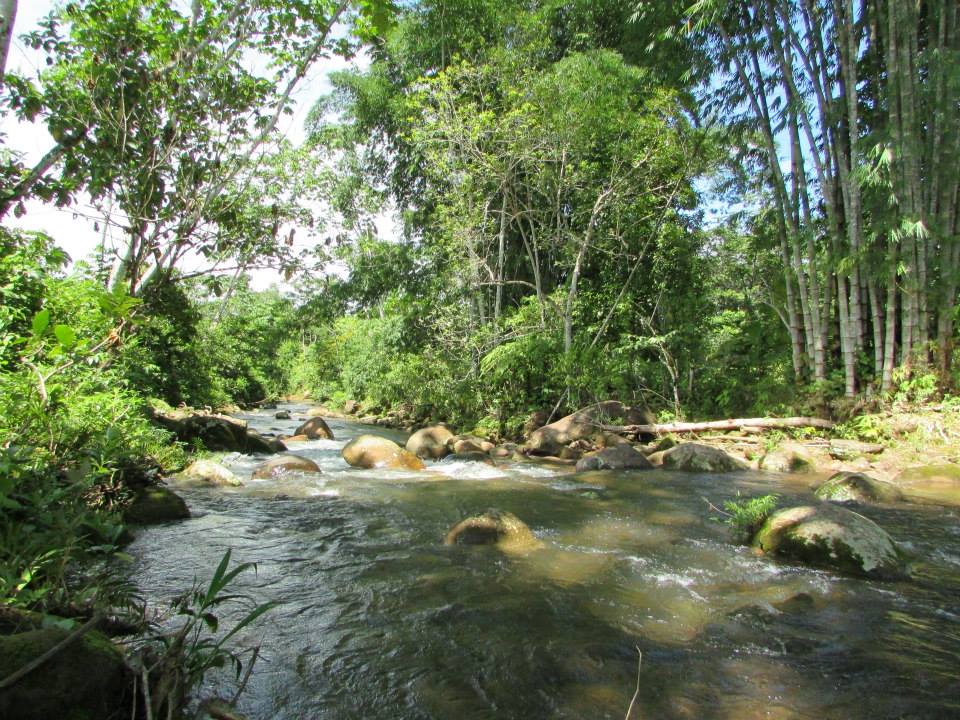 Bosque de Proteccion