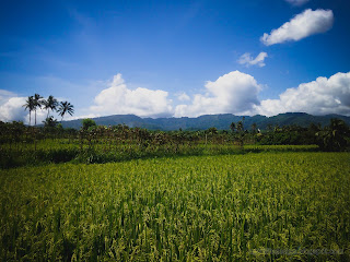 Beautiful Landscape Of Rice Fields And Hills At Ringdikit Farmfield, North Bali, Indonesia