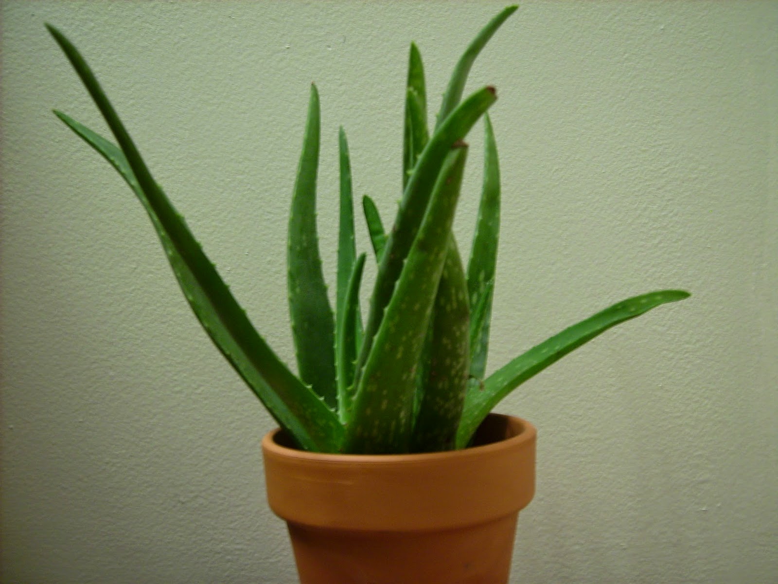 Home And Garden 15 Indoorplants for improving air