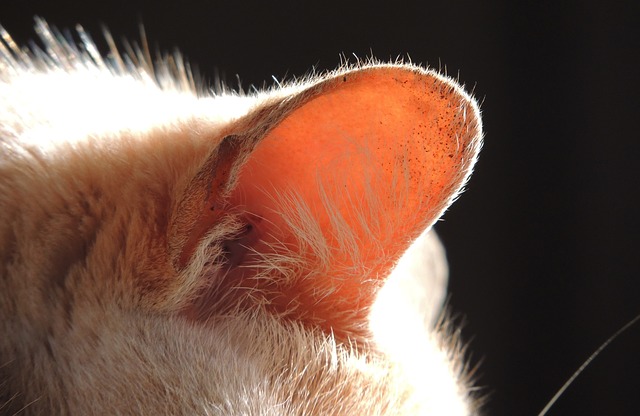 Cara Membersihkan Telinga Kucing Yang Kotor - HoBinatang