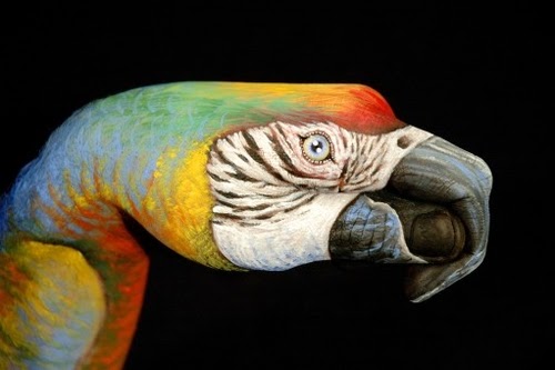 14-Parrot-Guido-Daniele-Artist-Hand-Painting-Italian