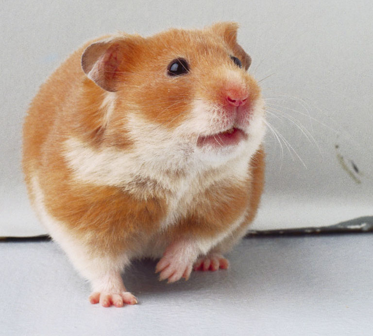 PuRpLe viOLet the syrian hamster