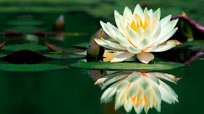 Linda flor de loto sobre en agua