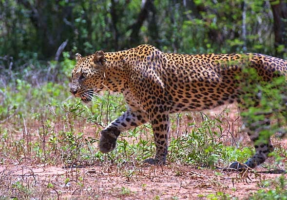 AVEEK- Blogs: Indian leopard
