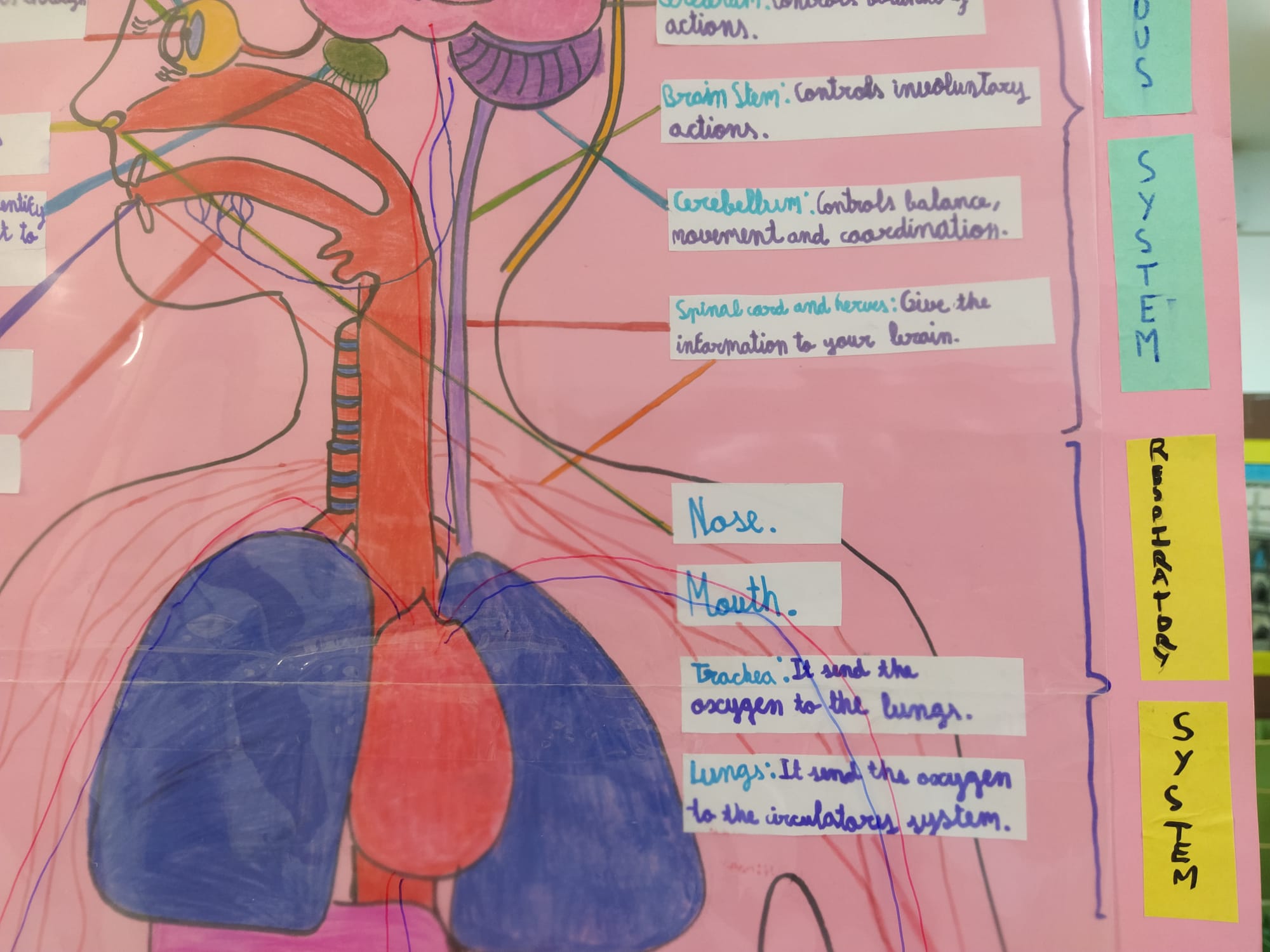 Ramón_English_teacher: Natural Science: body systems