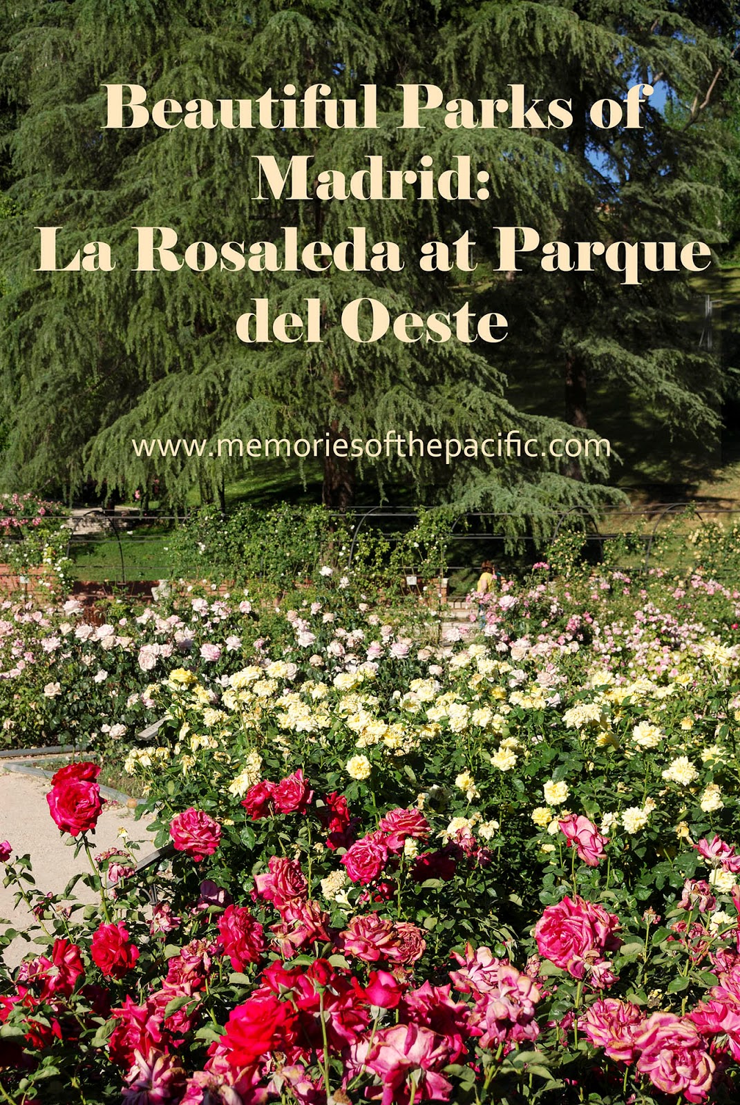 rosaleda rose garden show madrid parque oeste west park beautiful moncloa spain flower
