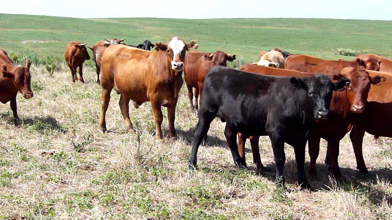 Lund Negócios COMPRA DE NOVILHOS 2 e 4 DENTES Lund Negócios COMPRA DE NOVILHOS 2 e 4 DENTES