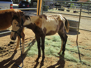 Diesel an Orphaned Foal- Saved 2011