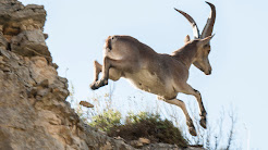 DIARIO SILVESTRE fauna y naturaleza aragonesa