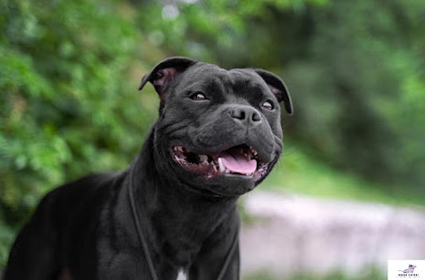 Staffordshire Bullterrier