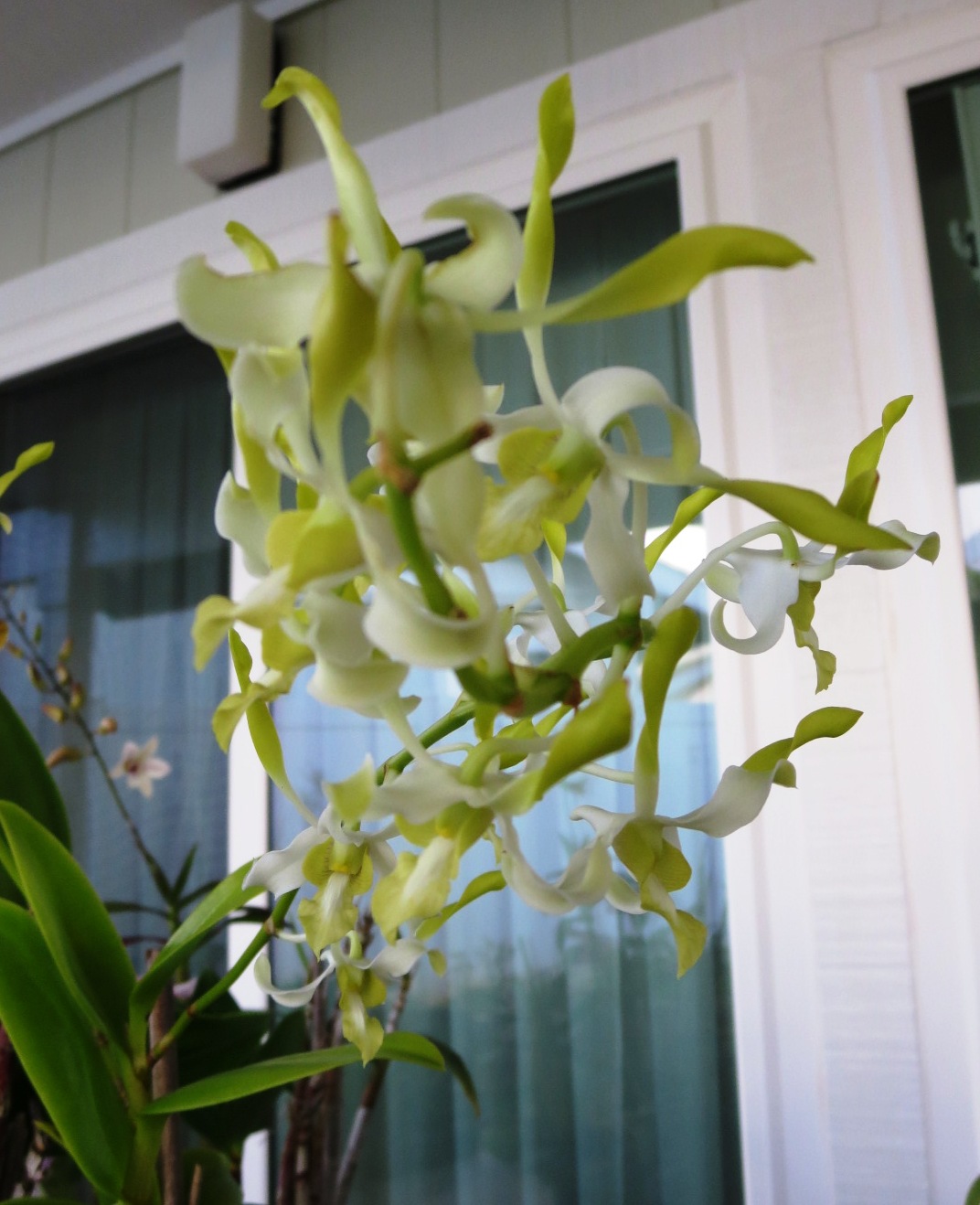 Aiea Orchid Club ｱｲｴｱ蘭の会 2021 04 22 Where can we find Orchids & plants