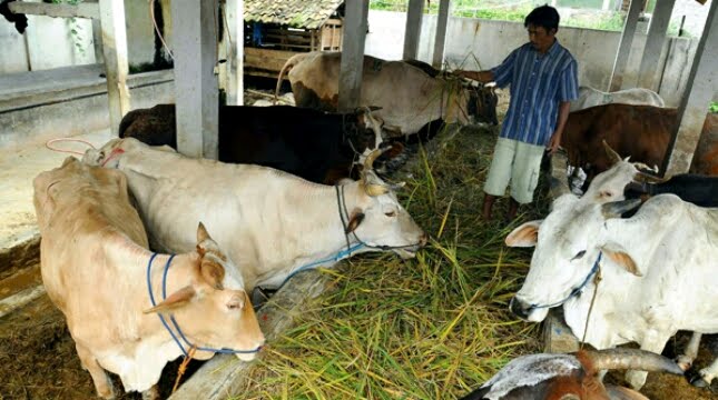 Catat Ini Dalil Menyebutkan Nama Saat Menyembelih Qurban