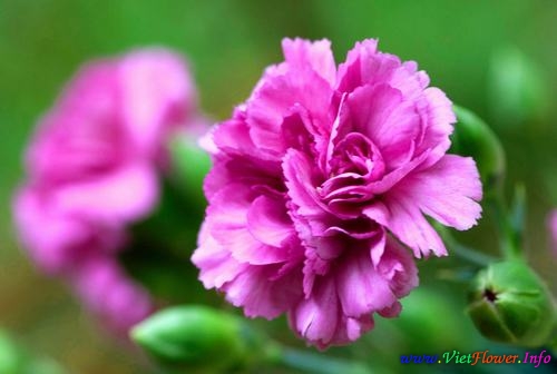 Ý nghĩa hoa Cẩm chướng