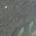 Vídeo impressionante registra momento em que gigante cardume de peixes dá passagem rapidamente a grupo de tubarões em alto mar