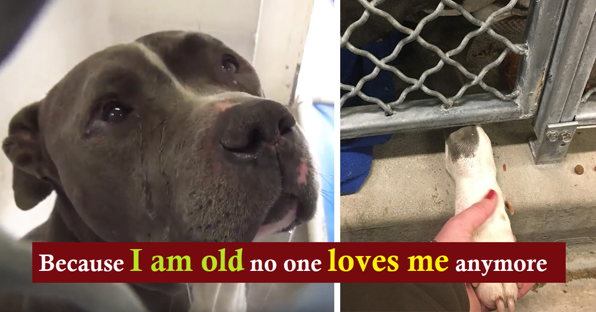 Dog Cries When He Finds Out His Owners Left Him At The Shelter