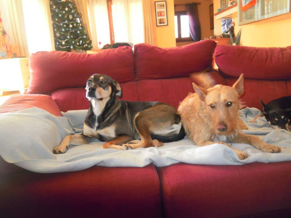 große_hunde_in_not — Mein Leben mit Hund