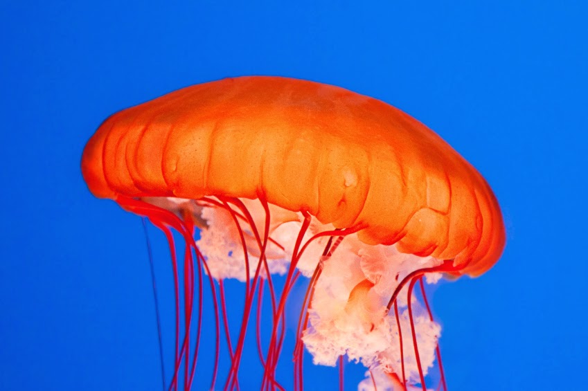 The discovered Jellyfish that destroys Evolution.