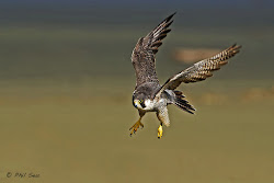 falcon peregrine flight falcons diving flying coloring pages prey beach birds photograph jobspapa draw