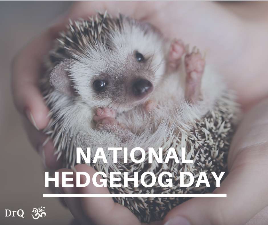 National Hedgehog Day Wishes For Facebook National Hedgehog Day Wishes For Facebook