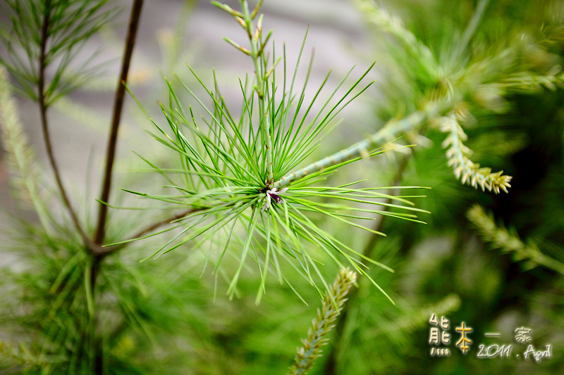 石園農場|釣魚場|兒童戲水池