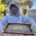 Beekeeper for a day