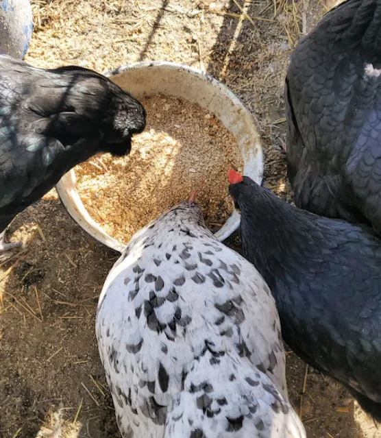 chickens eating