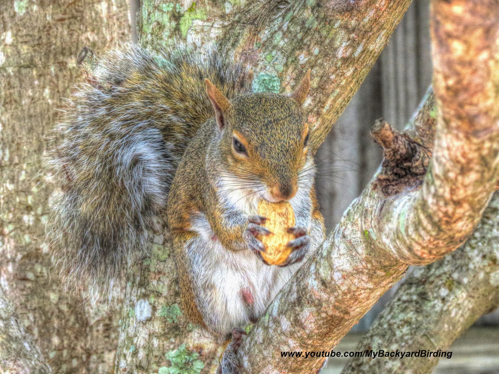 Backyard Birding....and Nature: Mother Squirrel