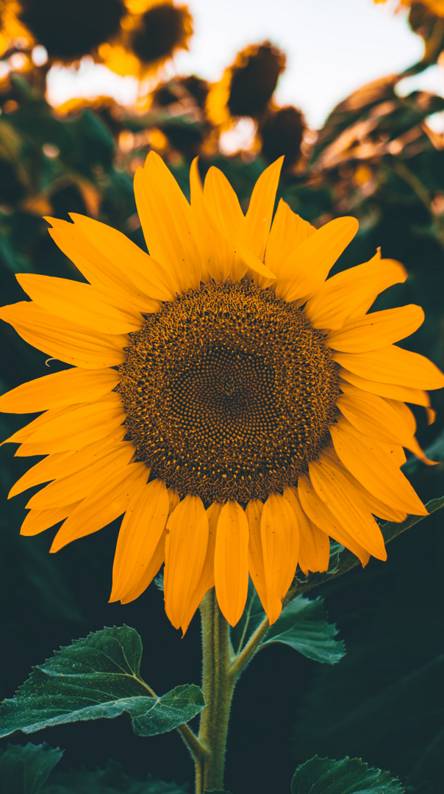 Featured image of post Home Screen Sunflower Background Iphone : This is one of the nice features of the phone.