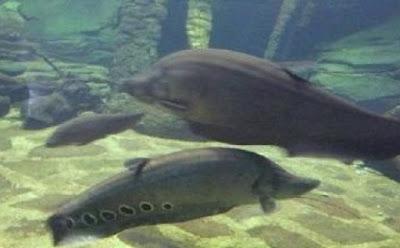 Aquarium Air Tawar TMII Aquarium Air Tawar TMII