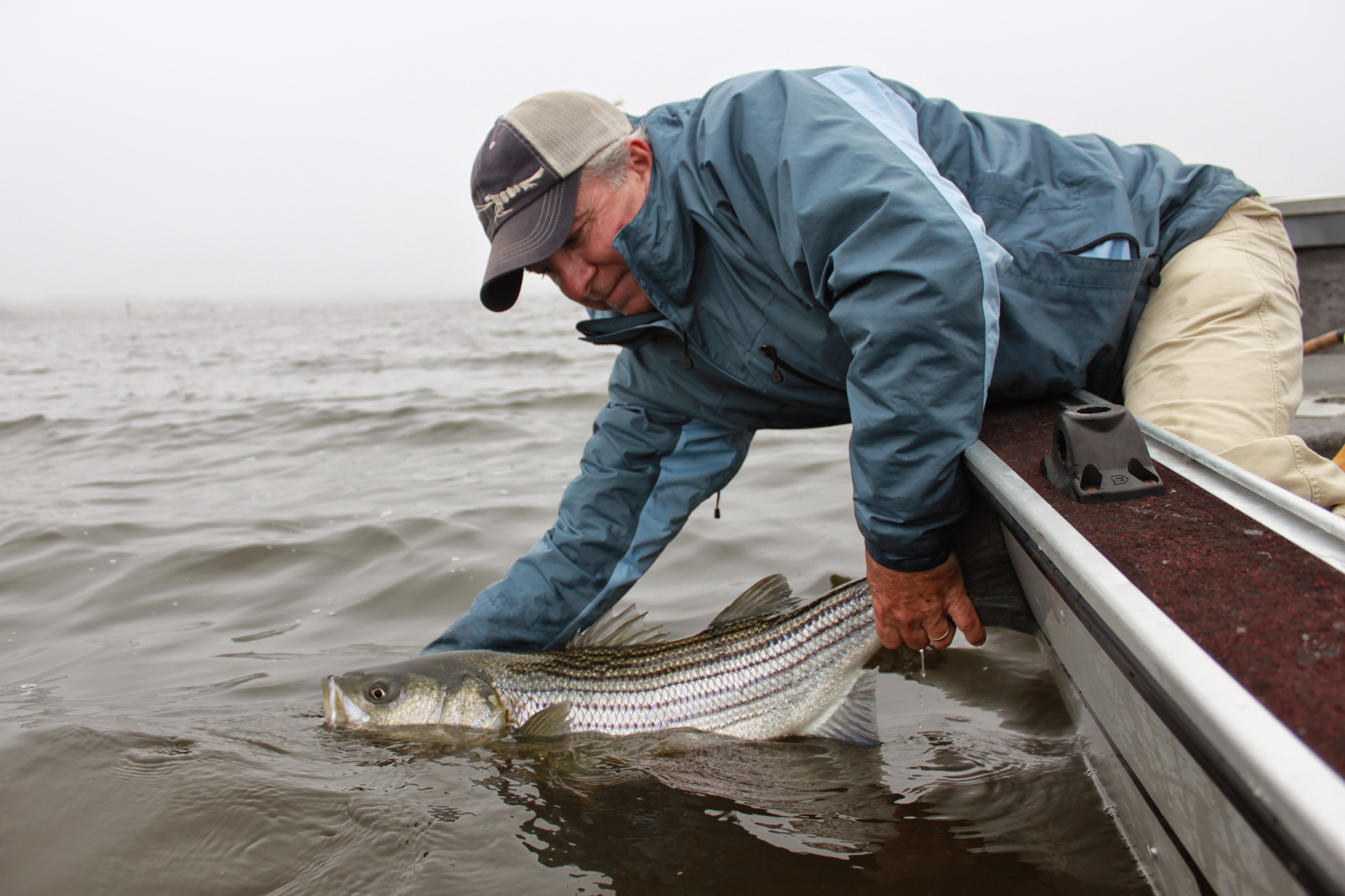 Change in Striped bass regulations could allow Omega Protein to take