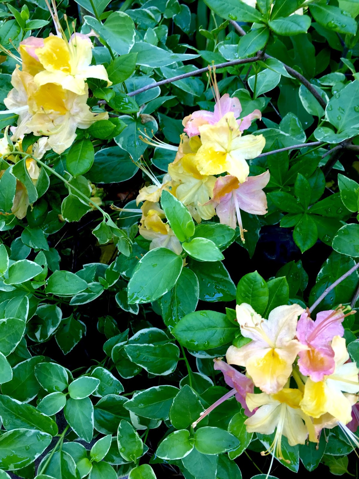 tropical-gardening-in-new-york-city-azalea-garden-rainbow-an