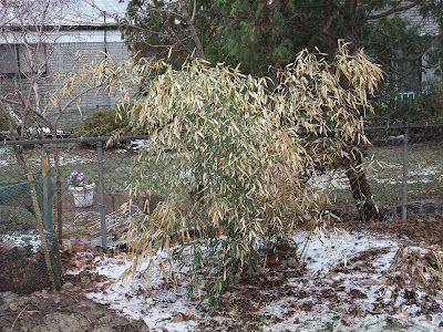 Bamboo in michigan, winter, yellow leaves