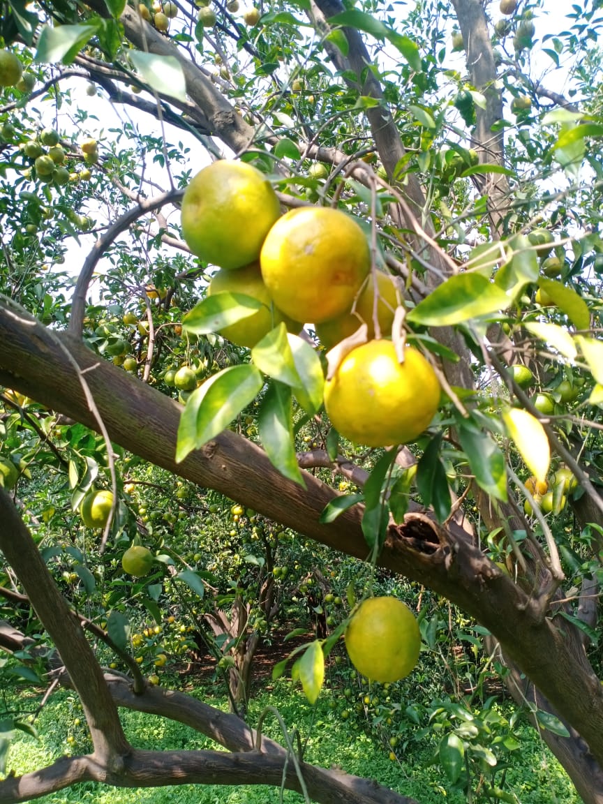 Order Nagpur Oranges Directly Form Farms at 12rs
