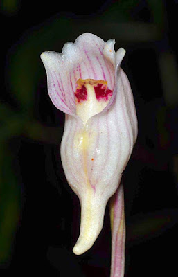 กล้วยไม้ดิน เหยือกน้ำดอย Acanthophippium striatum กล้วยไม้