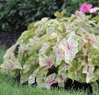 Caladium Miss Muffett Caladium Miss Muffett