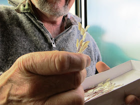Man holding a bunch of miniature toetoe grass, with a box of it in his other hand.