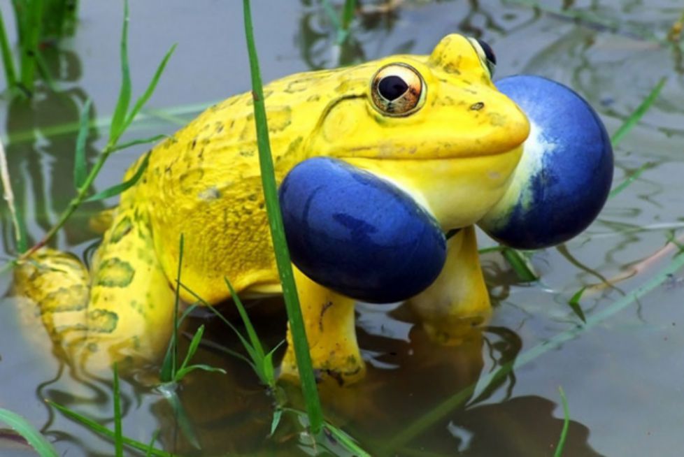 katak bull India