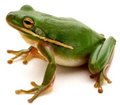 Klasifikasi Hewan Vertebrata dan Avertebrata Beserta Contohnya