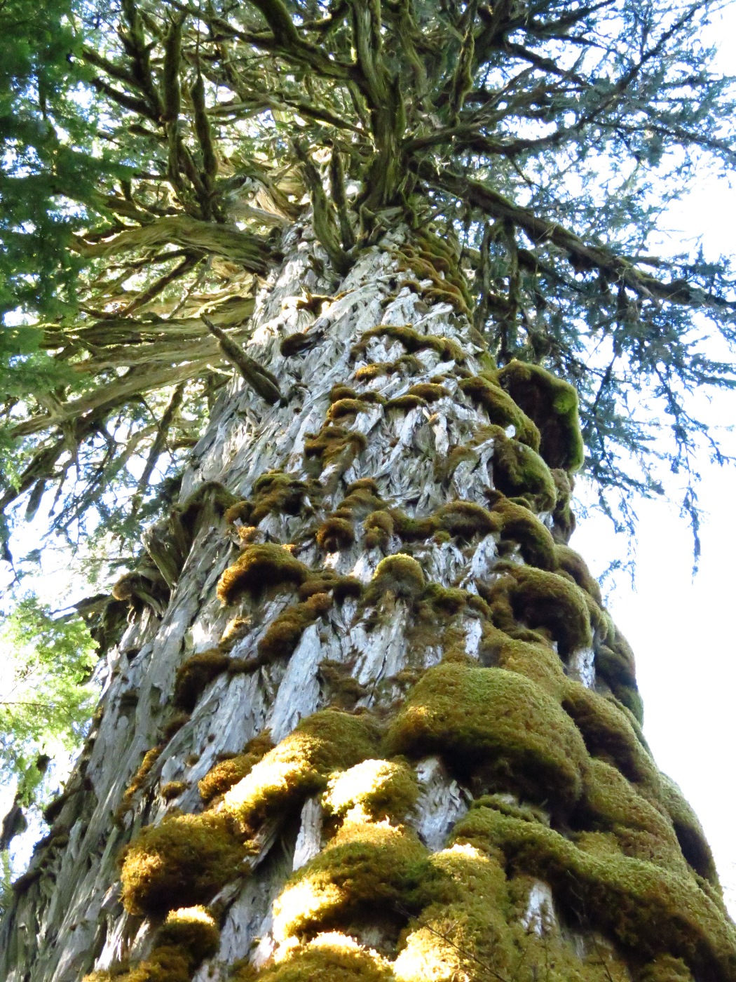 Vancouver Island Big Trees World's Largest Yellow Cedars Are On