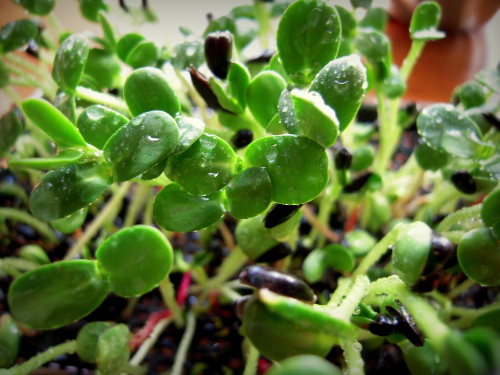 Greetings from Nelland! GROWING SUNFLOWER SPROUTS