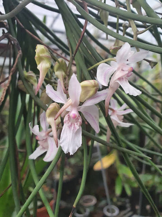 Holcoglossum lingulatum