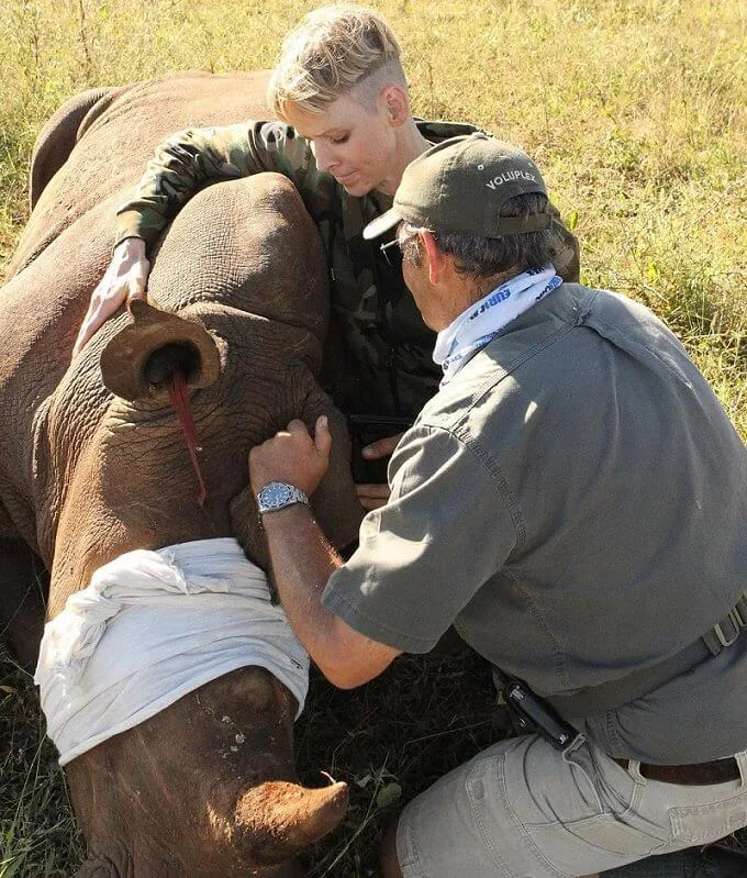 It was a safeguard operation, the rhino's horn is cut to prevent animals from being killed by poachers