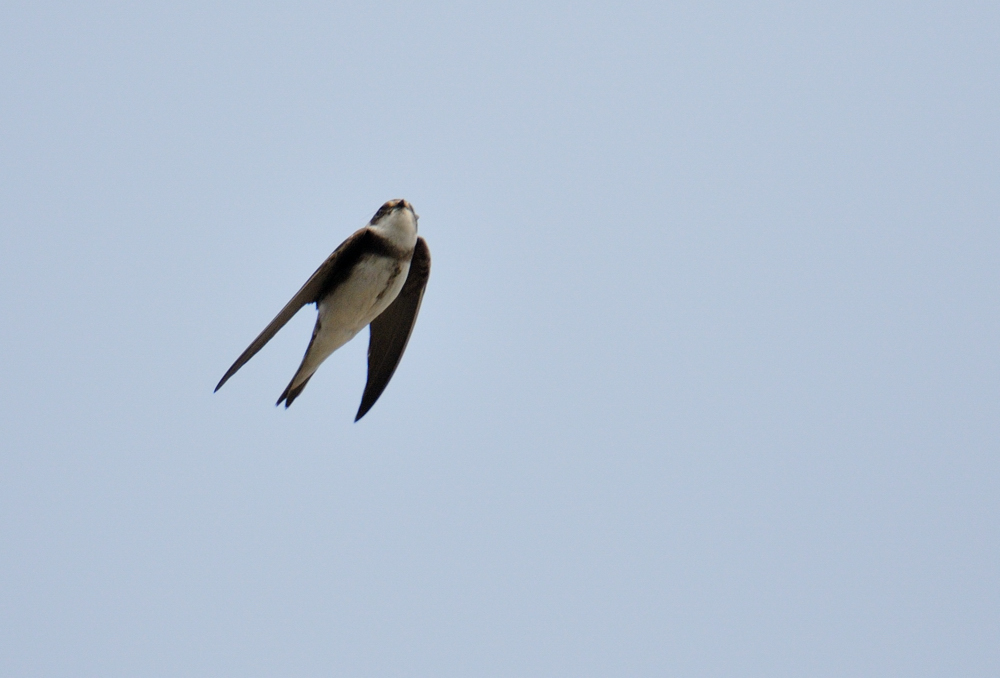 Sam And Lisa's Wildlife Photos Swallow, Sand martin, House Martin And Swift