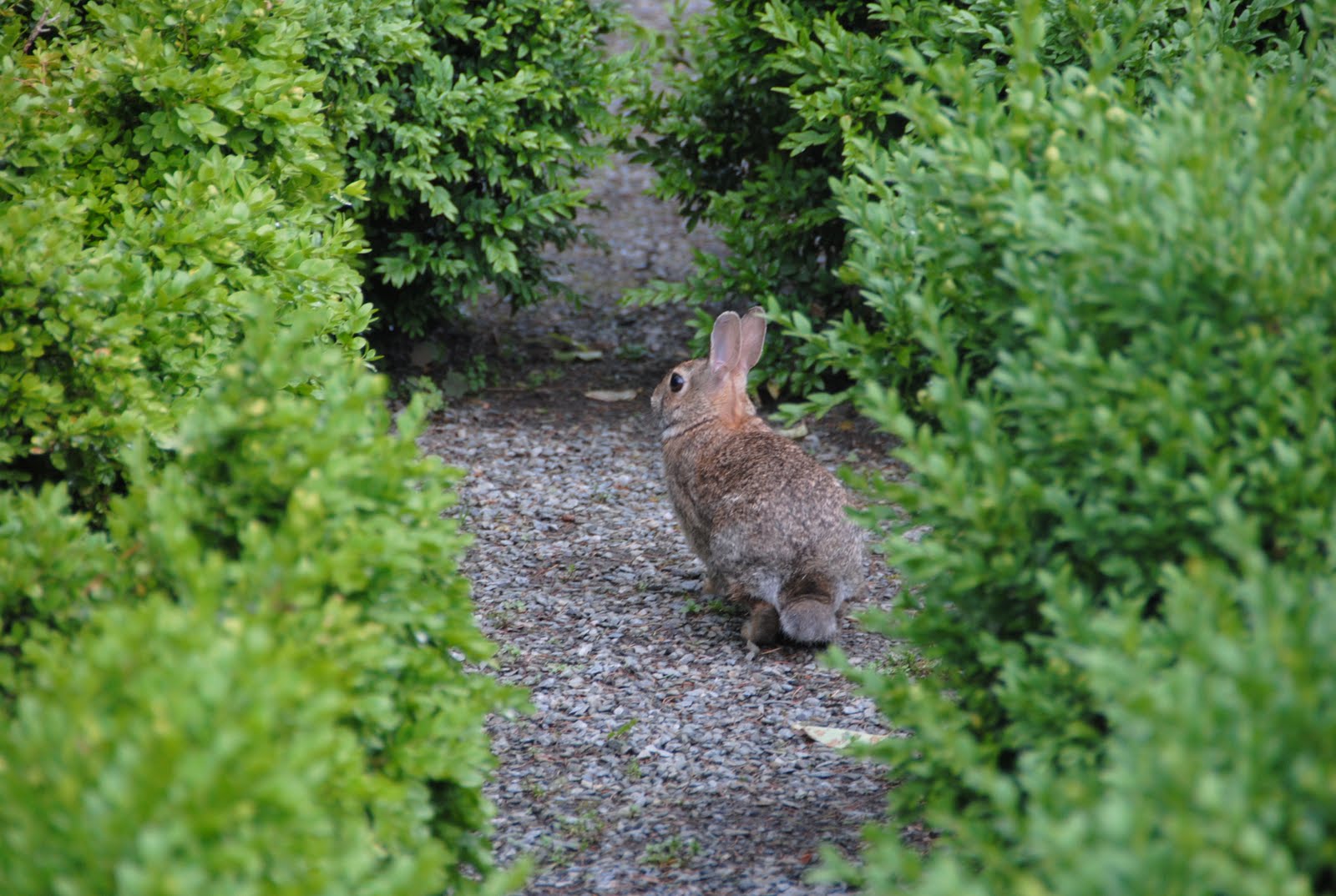 Rabbit Ramblings Guest appearance Wild bunny from New England