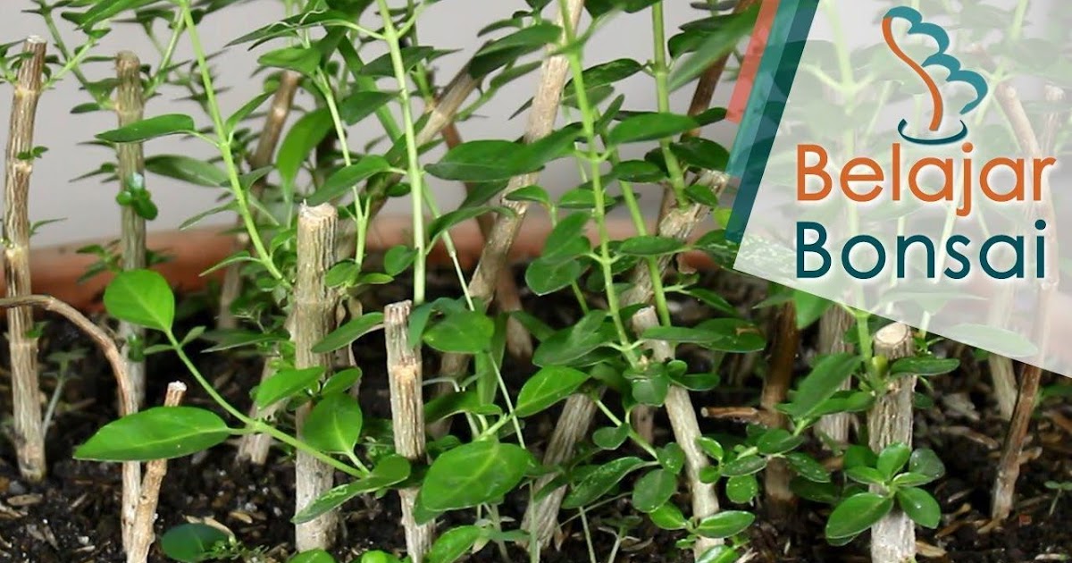 7 Ciri Ciri Pohon Sancang Esquire