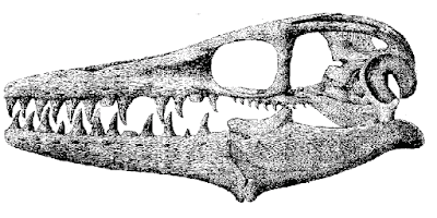 Platecarpus skull