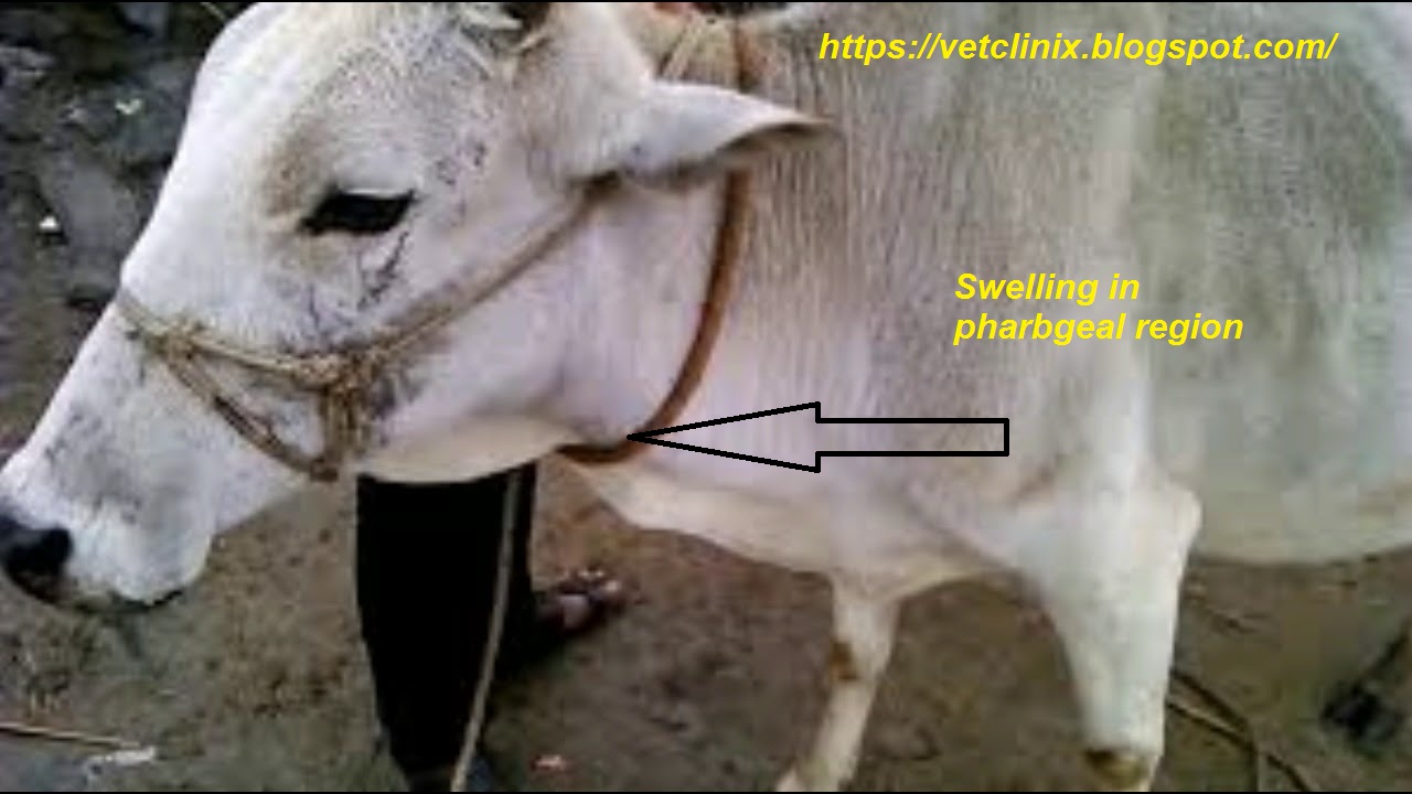 Management of Major Dairy Cattle Diseases