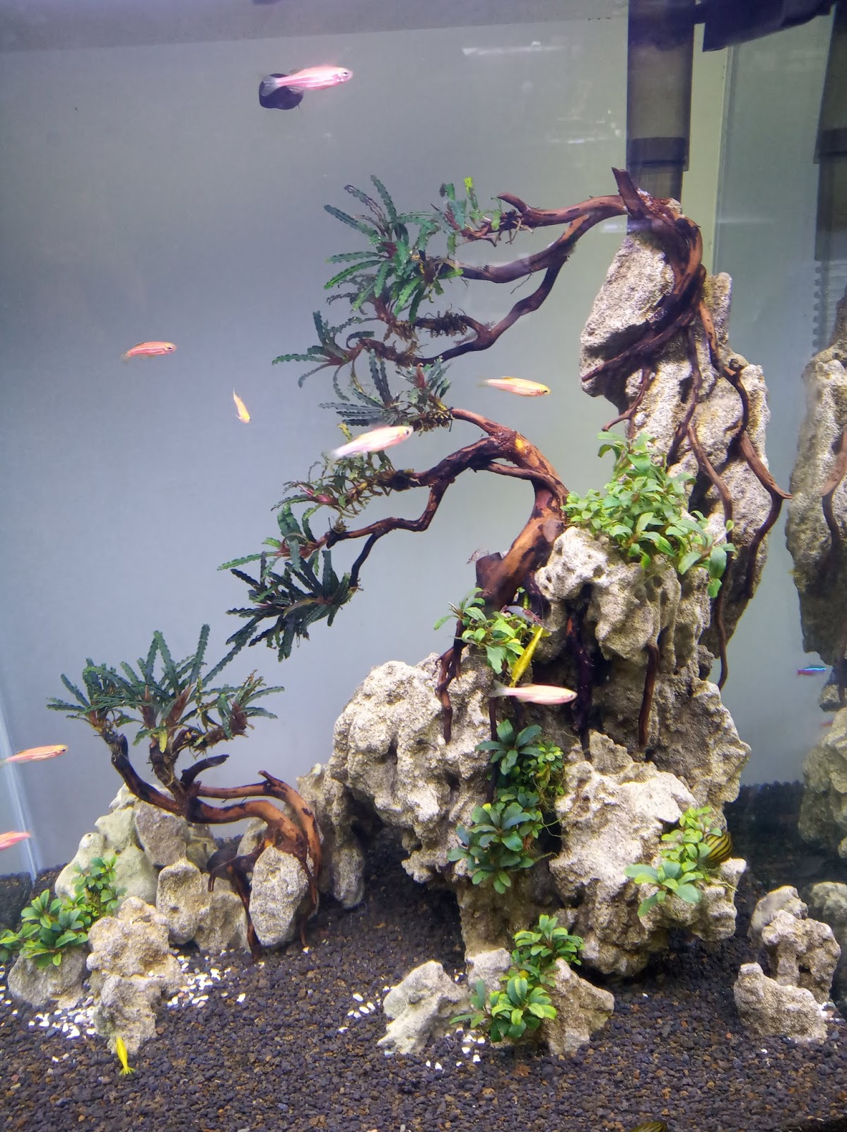 Yang Dimaksud Aquarium Aquascape Ionku Com