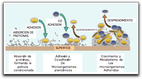 Diagrama de Microorganismos